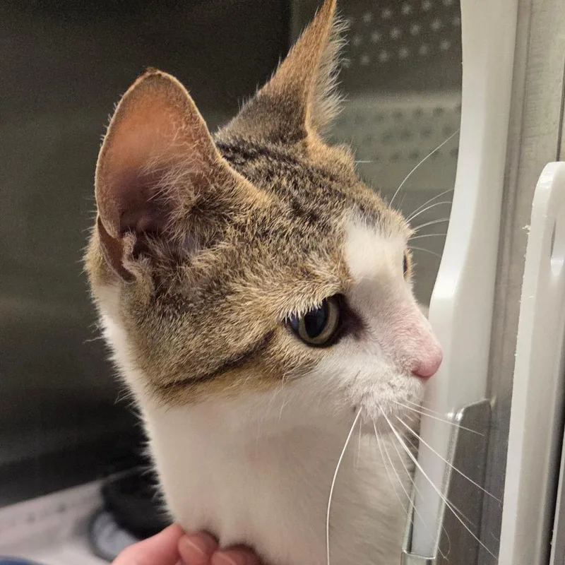A young medium-sized female White Domestic Short Hair cat named Ambrosia for adoption in Chattanooga, TN