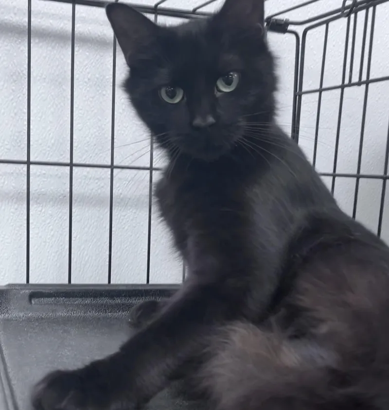 A young medium-sized female Black Domestic Short Hair cat named Darlene for adoption in Youngstown, OH
