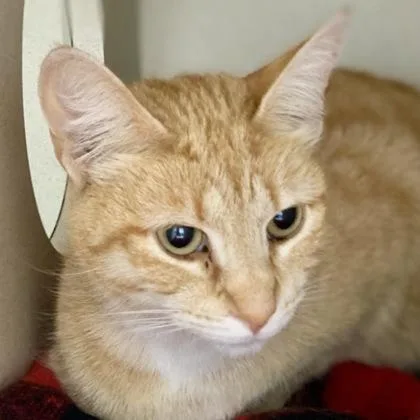 An adult small-sized female Domestic Short Hair cat named Larch for adoption in Burlington, WA