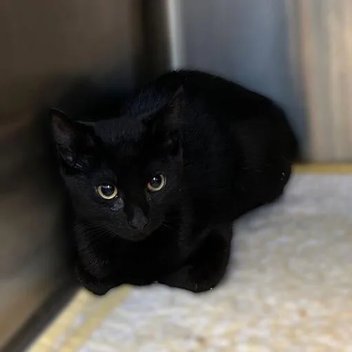 A baby small-sized male Black Domestic Short Hair cat named Stark for adoption in Davenport, IA