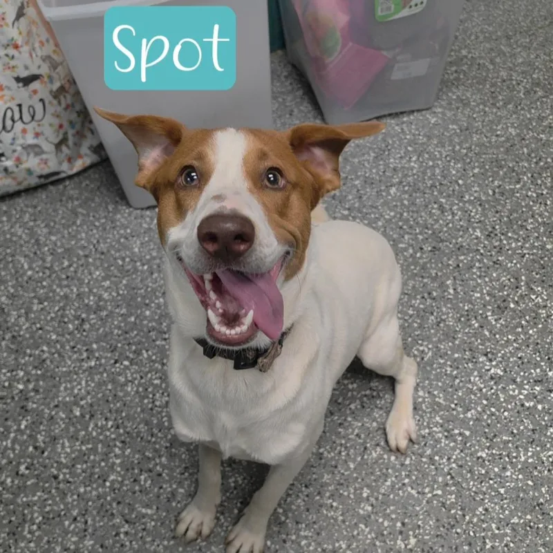 A young medium-sized male White / Cream Australian Shepherd dog named Spot for adoption in Parkersburg, WV
