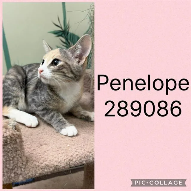 A baby small-sized female Domestic Short Hair cat named Penelope for adoption in Macon, GA