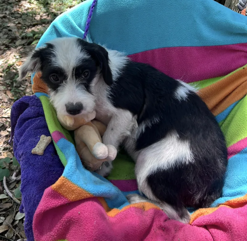 A baby small-sized female White / Cream Schnauzer dog named Babbette BLT for adoption in Missouri City, TX