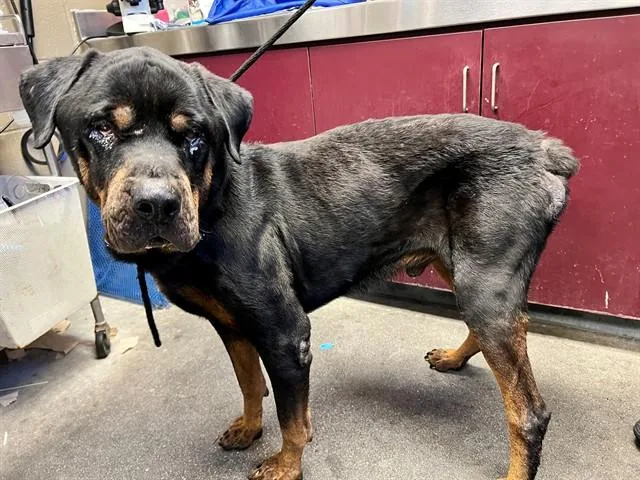 An adult extra large-sized male Rottweiler dog named Hank for adoption in Downey, CA