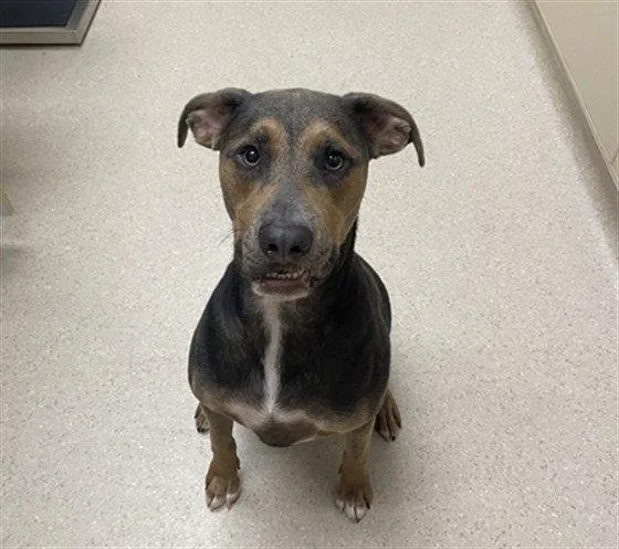 An adult large-sized male Labrador Retriever dog named Ranger for adoption in Clyde, NC