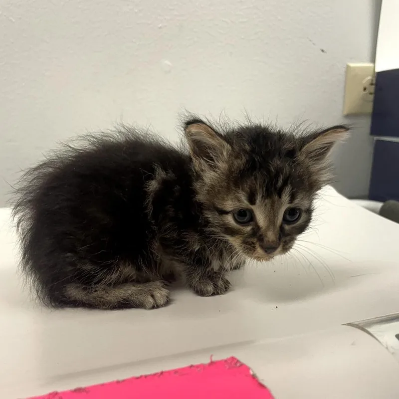 A baby small-sized female Black Domestic Short Hair cat named Bee for adoption in Corpus Christi, TX