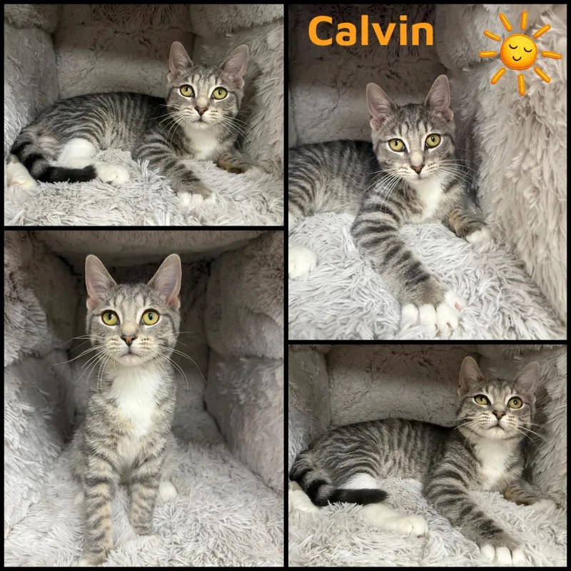 A young small-sized male Tabby (Gray / Blue / Silver) Domestic Short Hair cat named Calvin for adoption in Louisville, KY