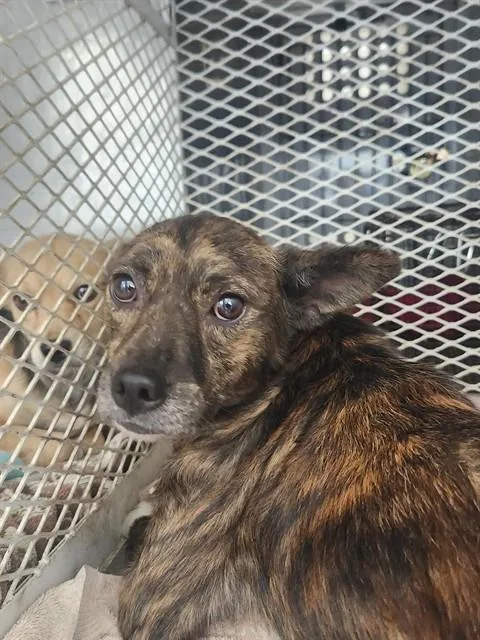 A young small-sized female Terrier dog named Wendy for adoption in Bakersfield, CA