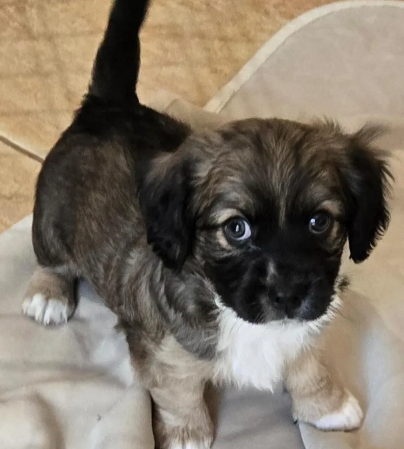 A baby small-sized male Spaniel dog named Kyle Tucker for adoption in Thousand Oaks, CA