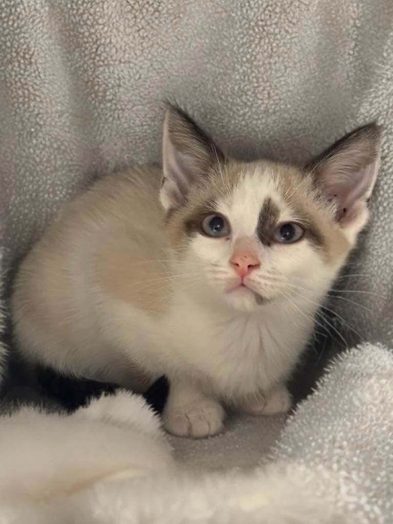 A baby medium-sized female Cream Point Siamese cat named Kahlua for adoption in Fredericksburg, VA