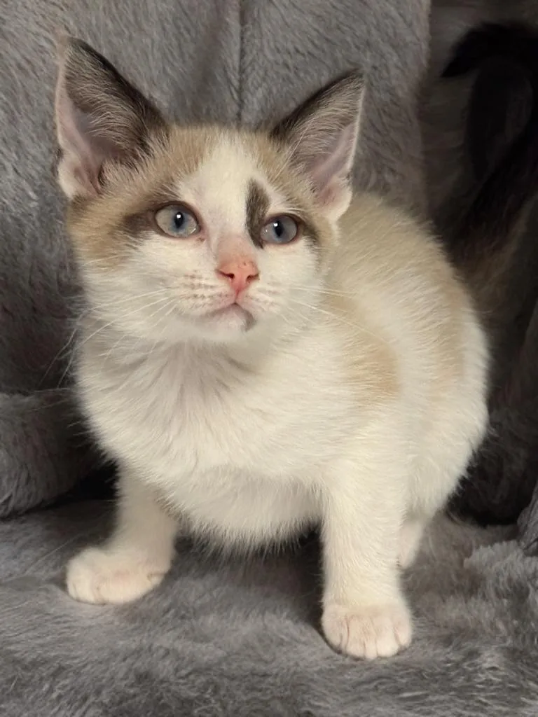 Kahlua thumbnail 2