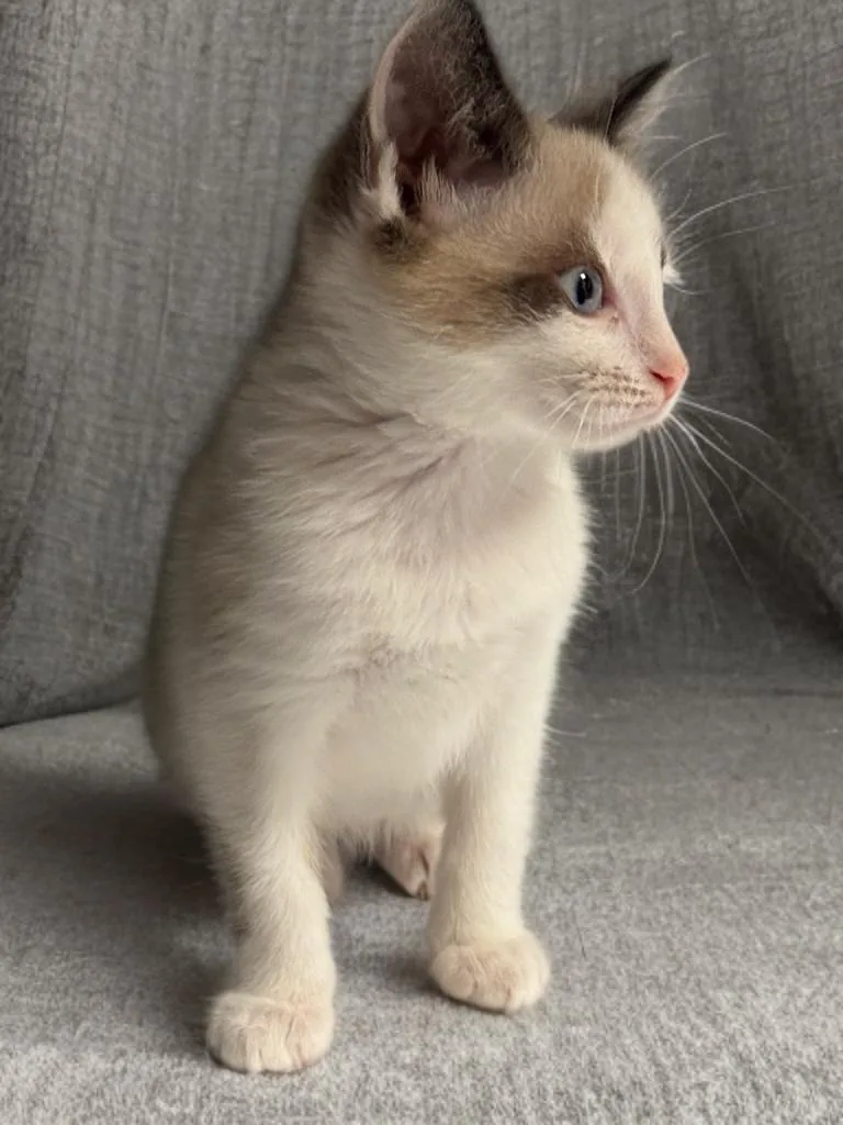 Kahlua thumbnail 3