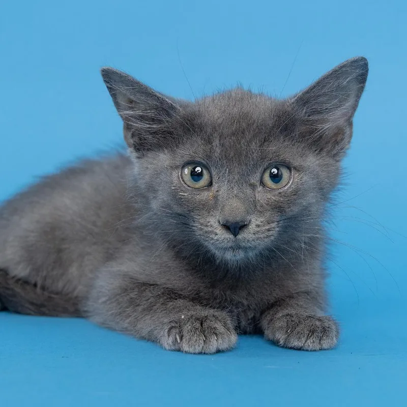 A baby small-sized male Gray / Blue / Silver Domestic Short Hair cat named Buddy for adoption in Franklin, TN