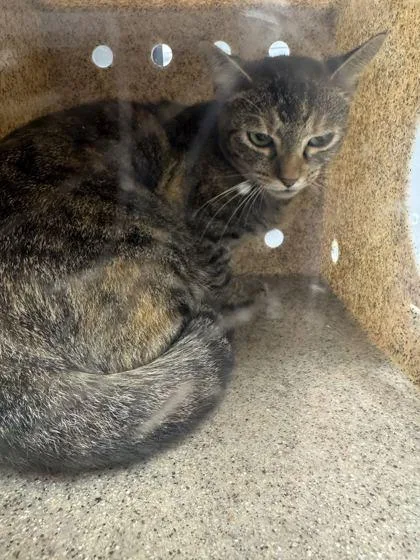 An adult medium-sized female Domestic Short Hair cat named Doorknob for adoption in Sevierville, TN