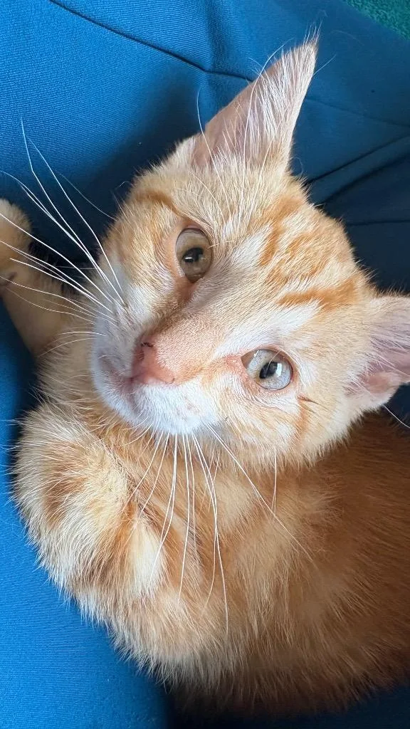 A baby small-sized male Domestic Short Hair cat named Swirl for adoption in Clarksville, TN