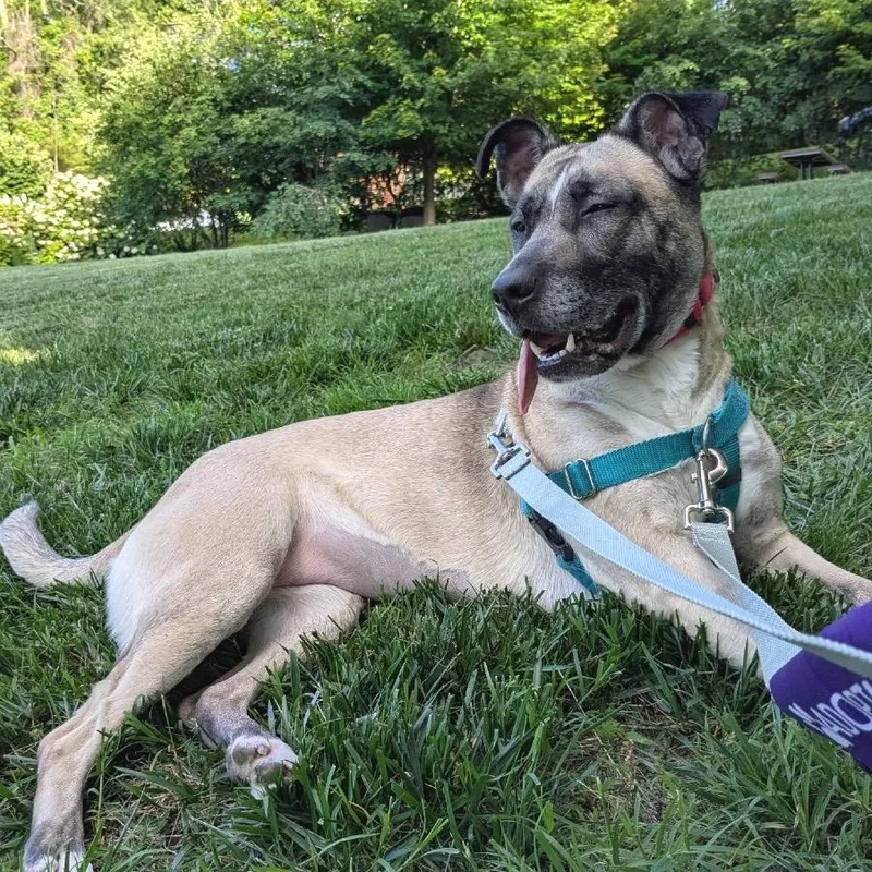 An adult medium-sized female Yellow / Tan / Blond / Fawn Mixed Breed dog named Pookie for adoption in Asheville, NC