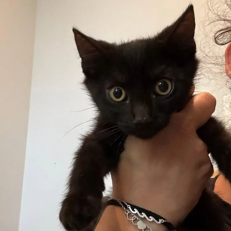 A baby medium-sized female Black American Shorthair cat named American Shorthair for adoption in Agua Dulce, CA