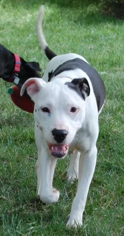 An adult medium-sized female Mixed Breed dog named Snow Plow for adoption in Cincinnati, OH