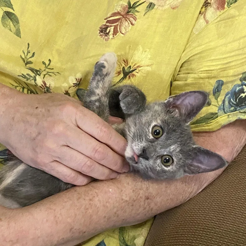 A young medium-sized female Domestic Short Hair cat named Jackalope for adoption in McKinney, TX