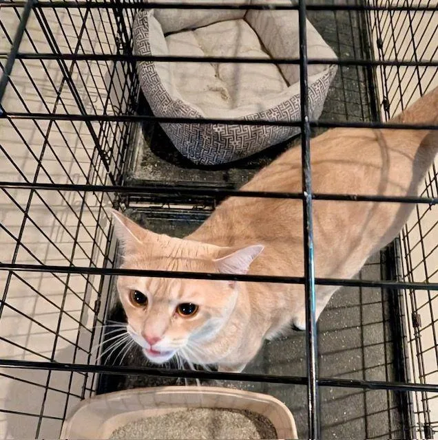 A young medium-sized male Orange / Red Domestic Short Hair cat named Biggie for adoption in Lake Orion, MI
