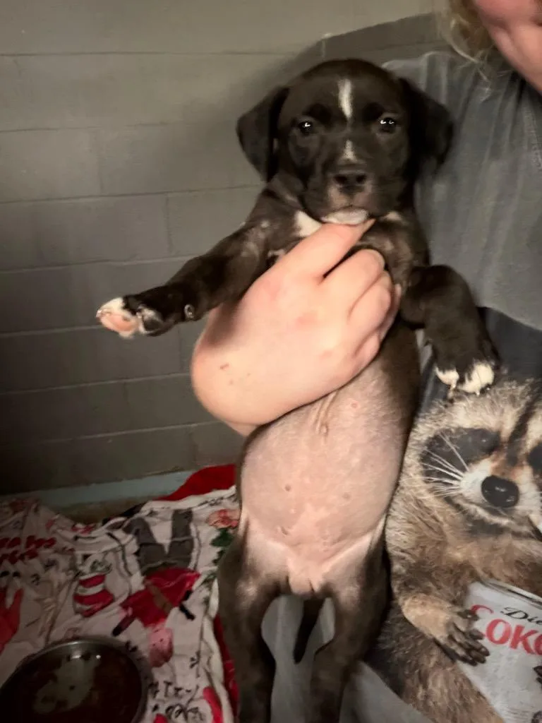 A baby medium-sized female Pit Bull Terrier dog named Triscuit for adoption in Ada, OK