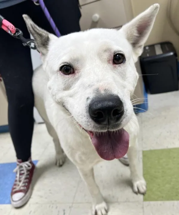 An adult large-sized female Shepherd dog named Mathe for adoption in Sioux City, IA