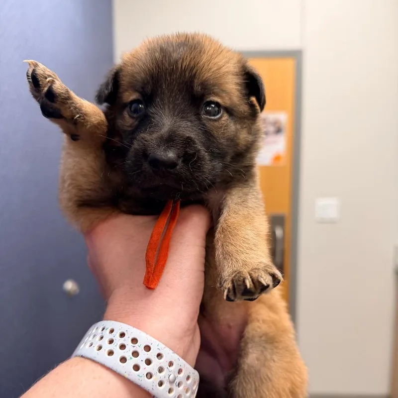 A baby small-sized female Brown / Chocolate Shepherd dog named Chewie for adoption in Saint John, IN