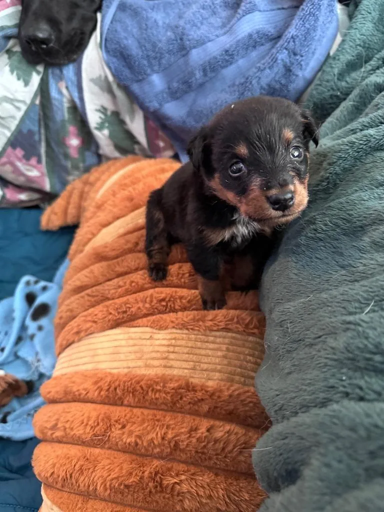 A baby medium-sized male Australian Cattle Dog / Blue Heeler dog named Woofster for adoption in Fort Lupton, CO