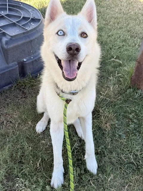A young large-sized male Husky dog named Kai for adoption in Corpus Christi, TX