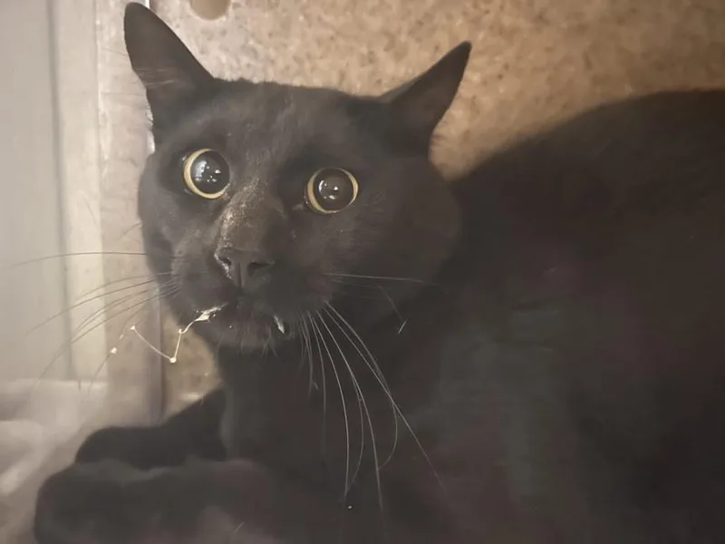 A young small-sized male Domestic Short Hair cat named Appa for adoption in Loveland, CO