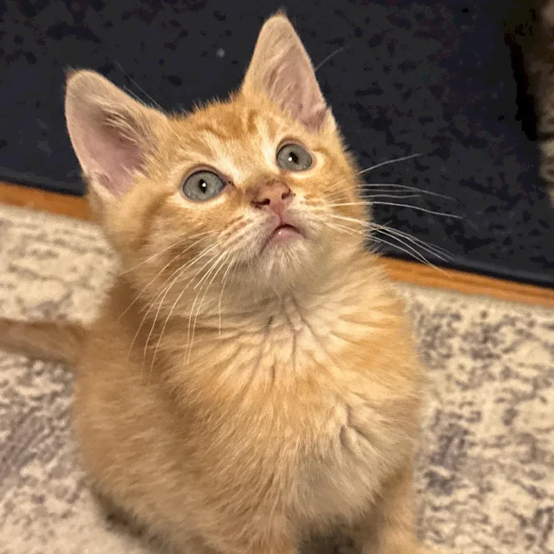 A baby small-sized male Orange & White Domestic Short Hair cat named Pippin for adoption in Reeseville, WI