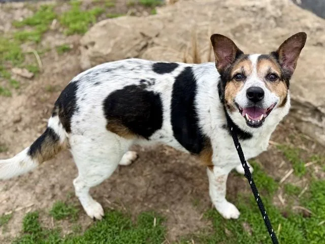 Stella