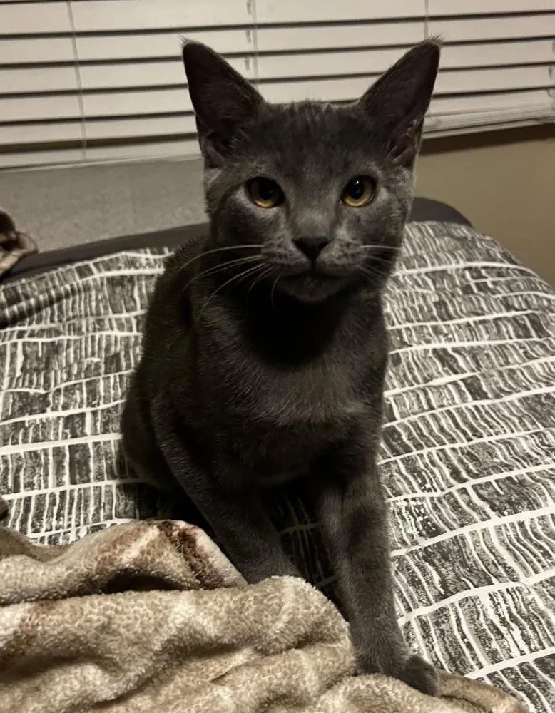 Bonded Siblings: Summer And thumbnail 3