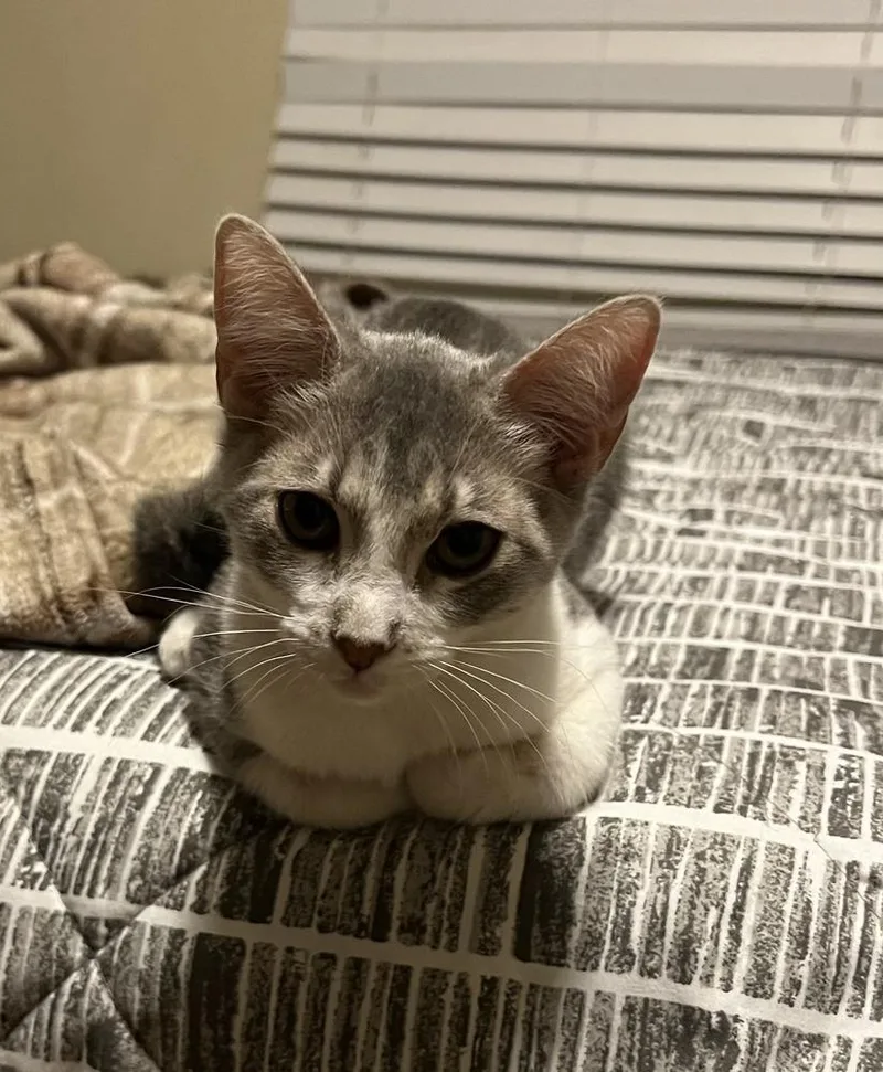 Bonded Siblings: Summer And thumbnail 4