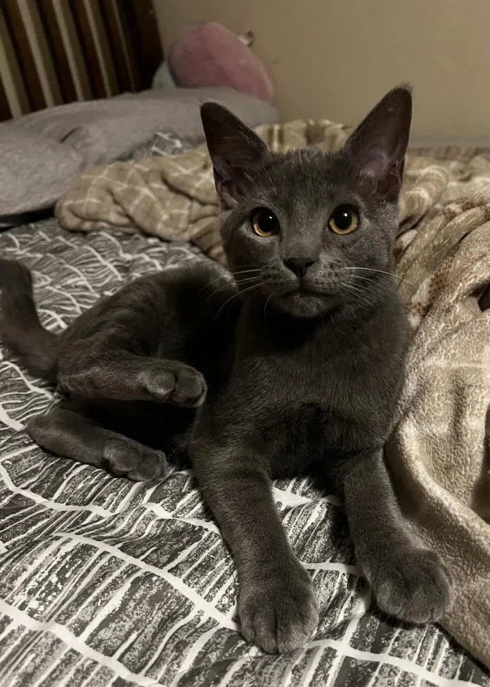 Bonded Siblings: Summer And thumbnail 6