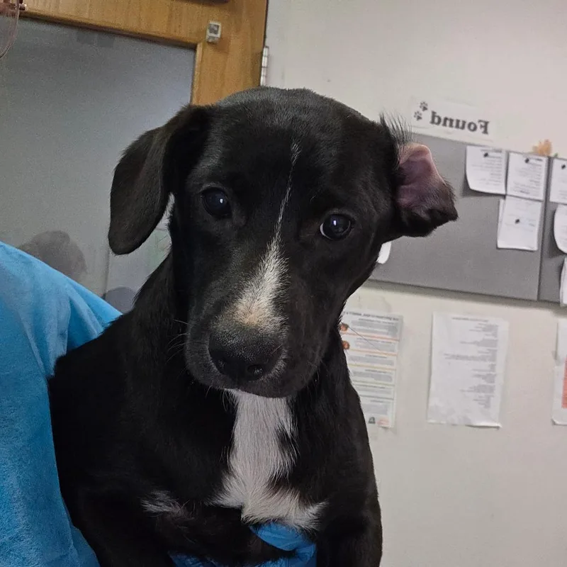 A young small-sized female Black Mixed Breed dog named Odd for adoption in Charleston, WV