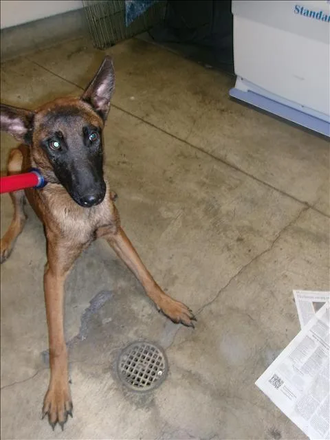 A young medium-sized male Belgian Shepherd / Malinois dog named Bashful for adoption in Van Nuys, CA