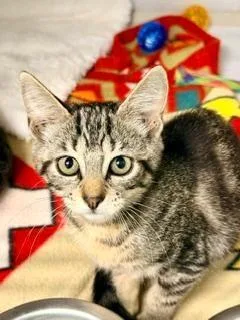A baby small-sized female Tabby (Brown / Chocolate) Domestic Short Hair cat named Riju for adoption in Winter Haven, FL