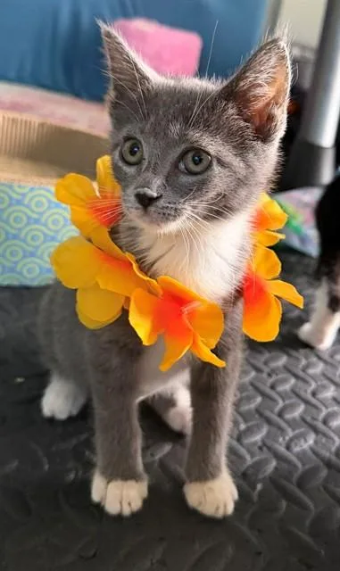 A baby small-sized female Domestic Short Hair cat named Amethyst for adoption in Upper Marlboro, MD