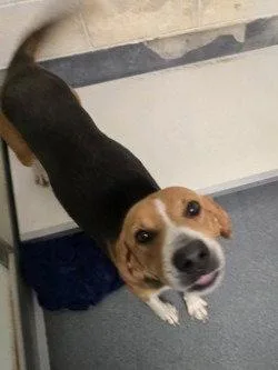 An adult large-sized male Treeing Walker Coonhound dog named Da Snickerdoodle for adoption in Glen Allen, VA