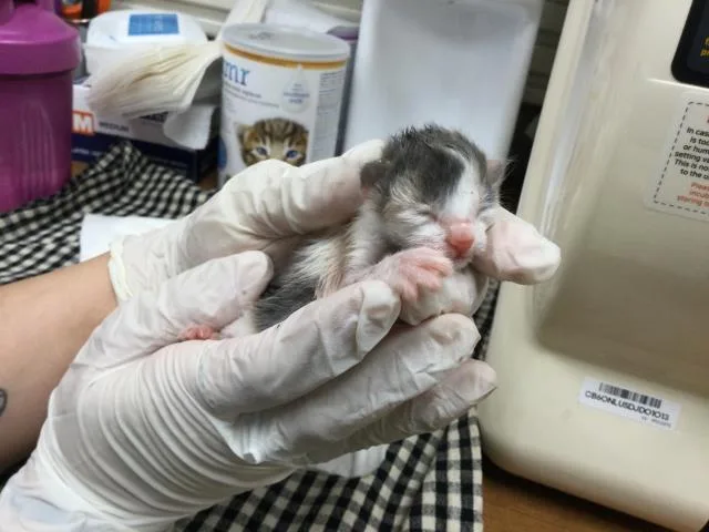 A baby small-sized female Domestic Short Hair cat named A for adoption in Thousand Palms, CA