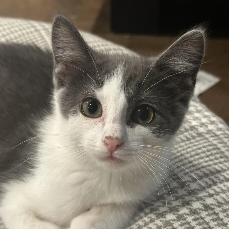 A baby medium-sized male Gray & White Domestic Short Hair cat named Bowser for adoption in Sauk City, WI