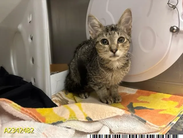 A baby small-sized male Domestic Short Hair cat named Jessie for adoption in West Palm Beach, FL