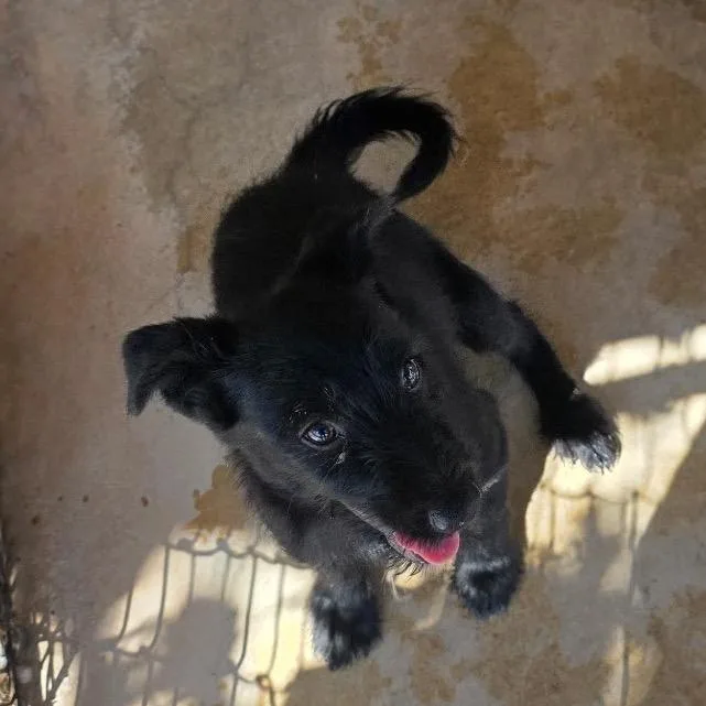 A baby medium-sized female Mixed Breed dog named Amber for adoption in Oxford, ME