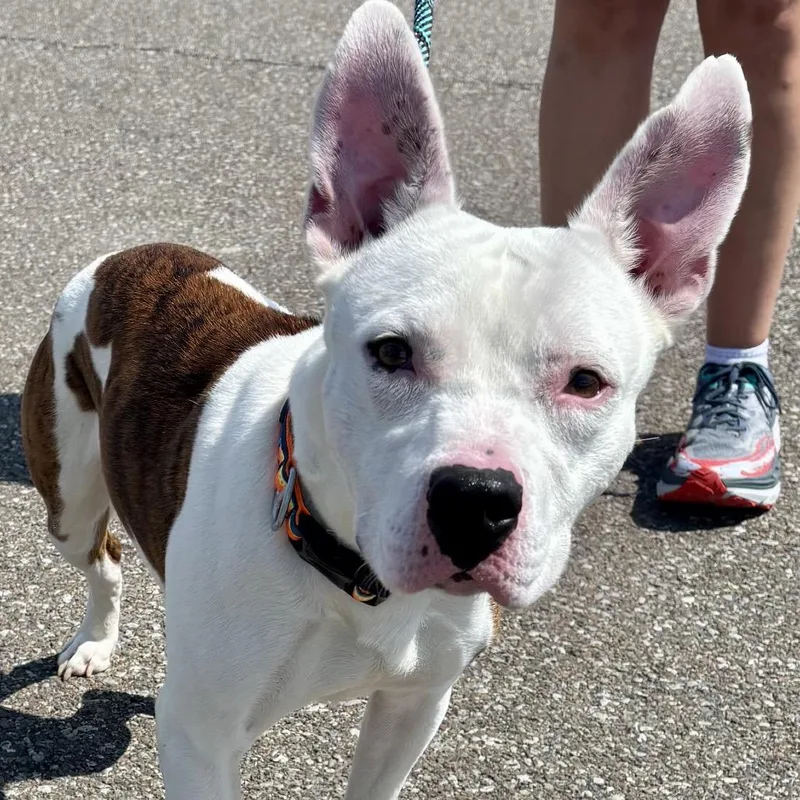 An adult medium-sized male White / Cream Pit Bull Terrier dog named Juniper for adoption in Binghamton, NY