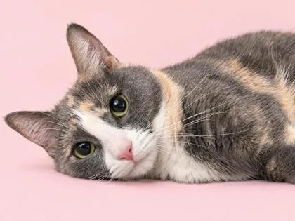 An adult small-sized female Domestic Short Hair cat named Pepper for adoption in Cumming, GA