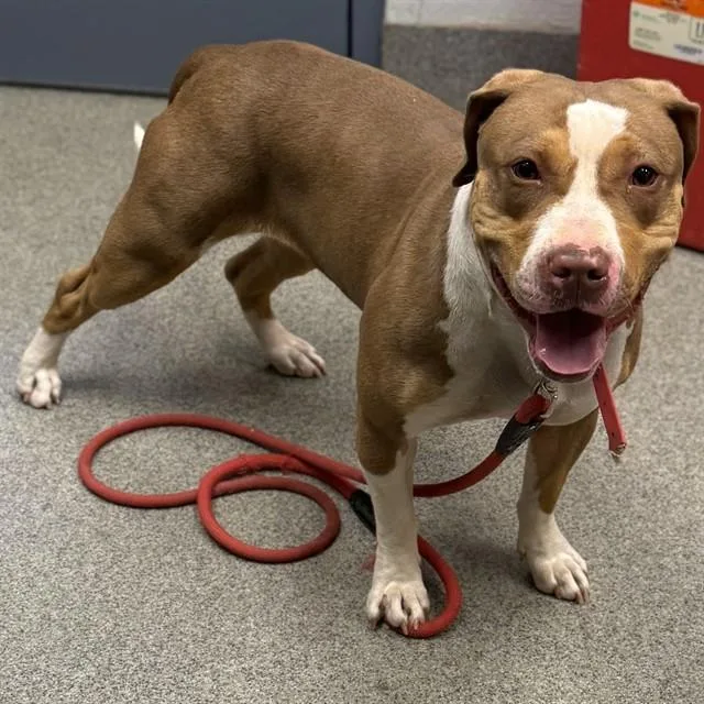 A young medium-sized female Pit Bull Terrier dog named Roxanne for adoption in Huntsville, AL