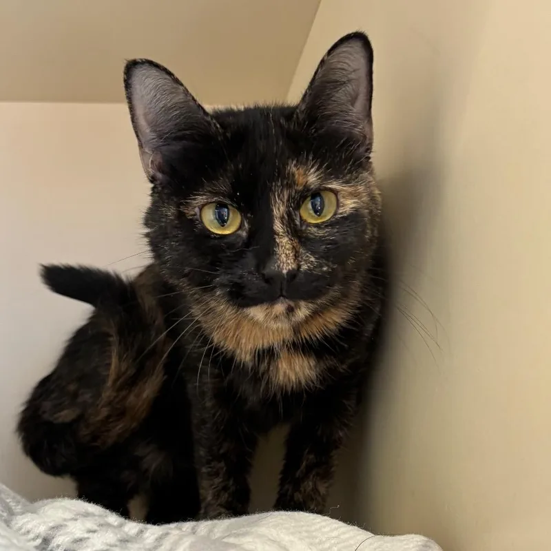 A young medium-sized female Black Domestic Short Hair cat named Water Lily for adoption in DeKalb, IL