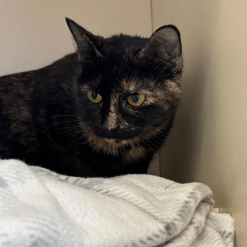 Water Lily thumbnail 2