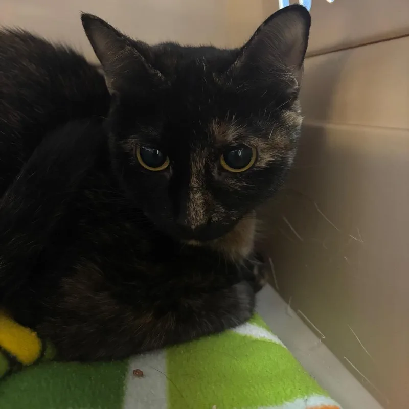 Water Lily thumbnail 3